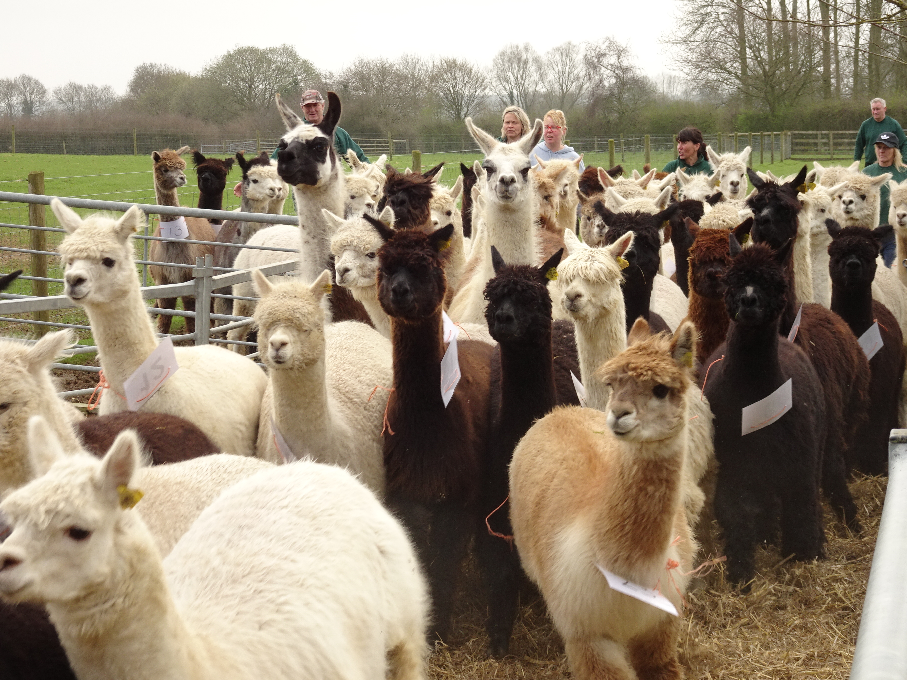 Alpaca