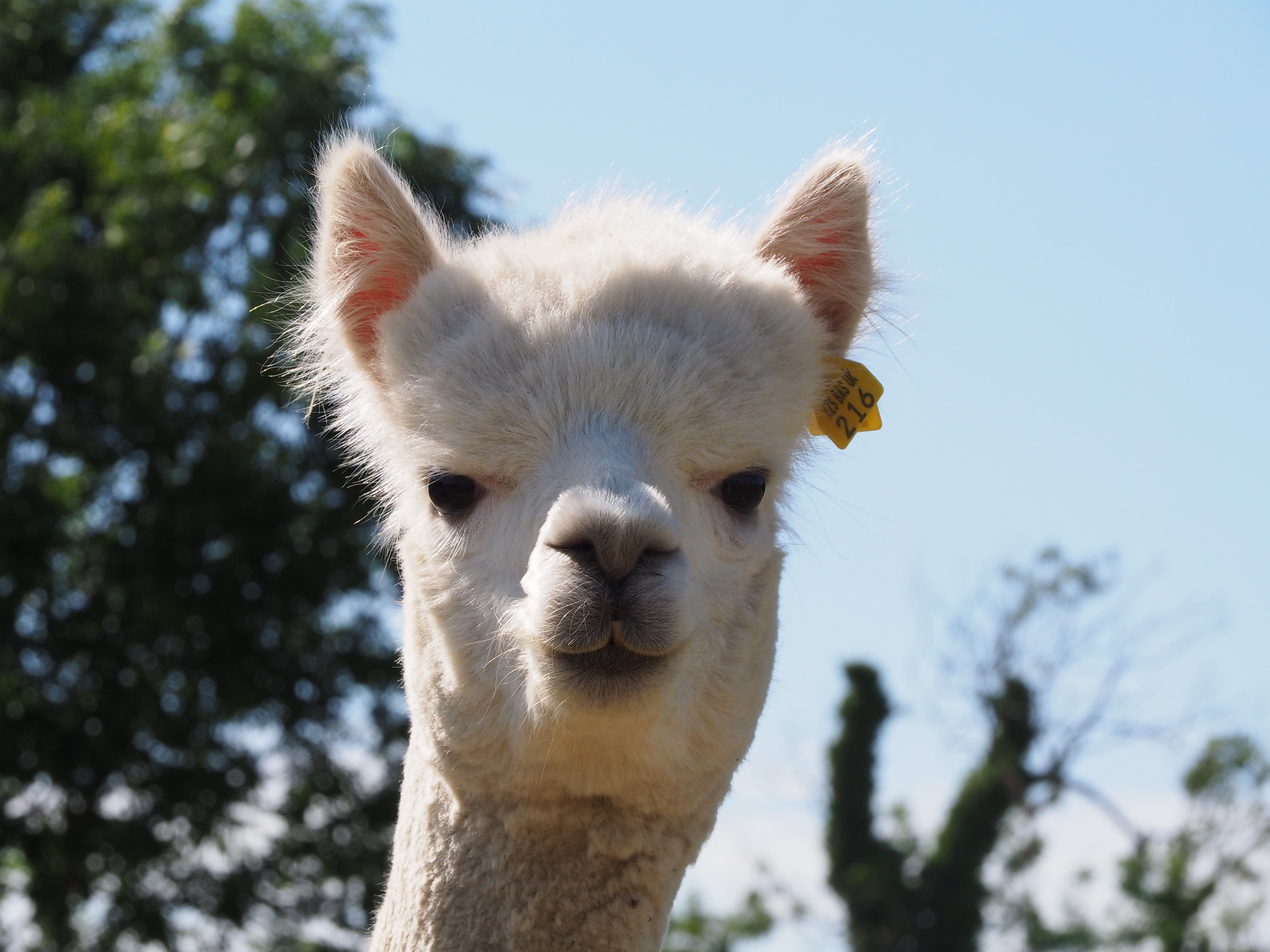 Alpaca