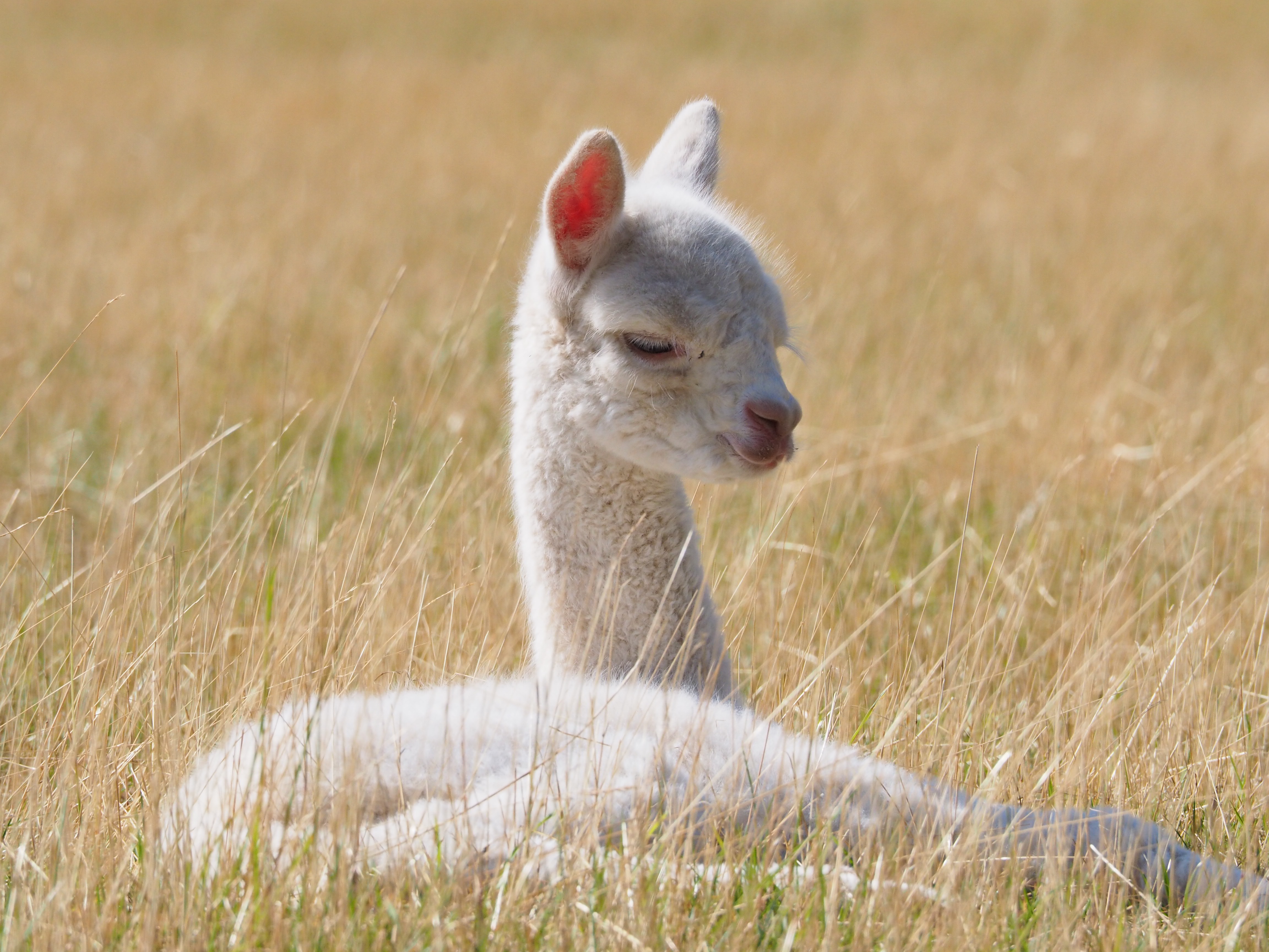 Alpaca